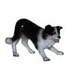 HR3338 - Border Collie