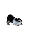 HR3339 - Border Collie Pup