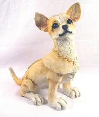 AB70007 - Chihuahua