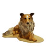 HR - Collie, Pedigree Line