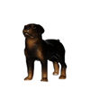 HR3138 - Rottweiler